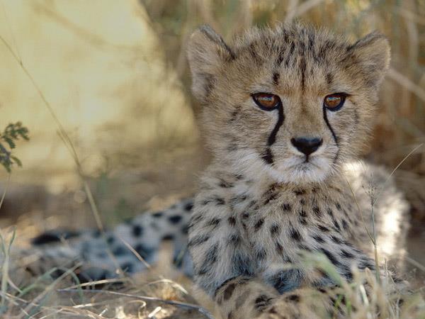 Namibia walking safari, self drive
