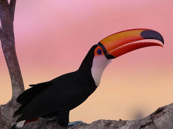 Brazil 10 day tour, Pantanal & Amazon