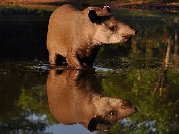 Brazil 10 day tour, Pantanal & Amazon