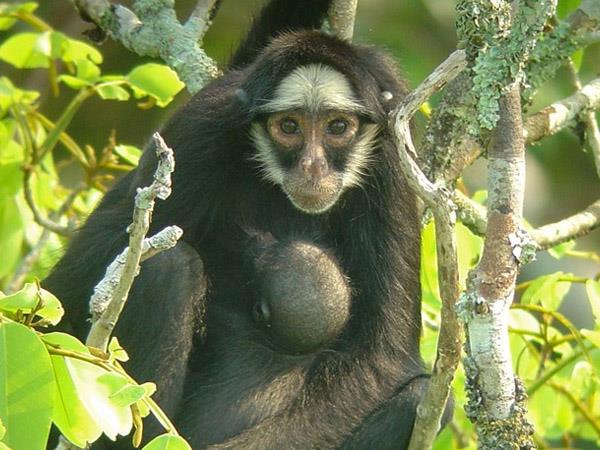 Brazil 10 day tour, Pantanal & Amazon