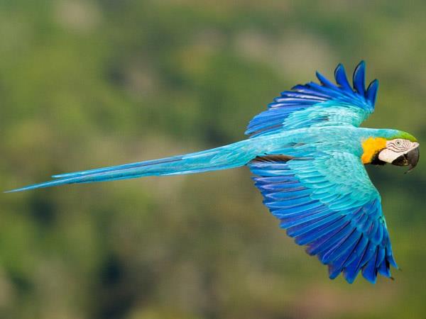 Brazil 10 day tour, Pantanal & Amazon