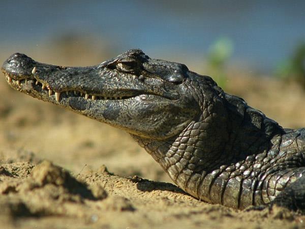 Brazil 10 day tour, Pantanal & Amazon
