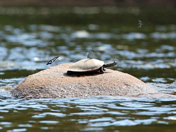 Brazil 10 day tour, Pantanal & Amazon