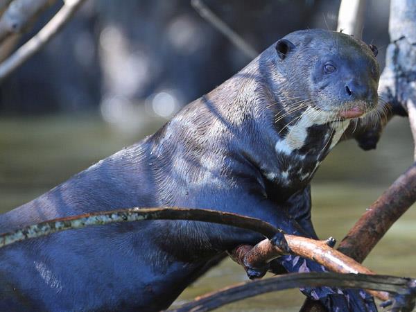 Brazil 10 day tour, Pantanal & Amazon