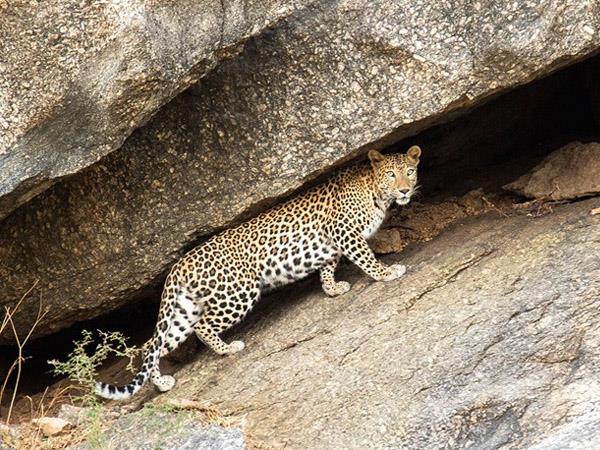 North India wildlife vacation