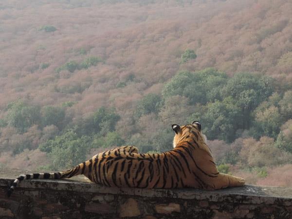 North India wildlife vacation