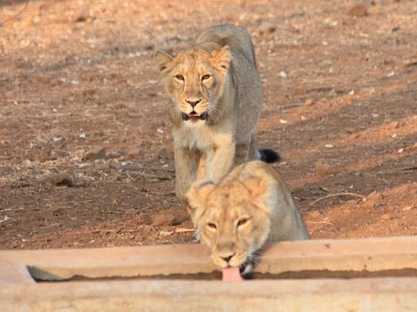 North India wildlife vacation