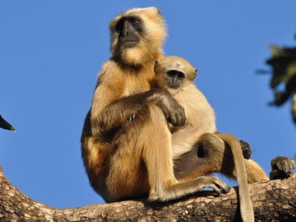 North India wildlife vacation