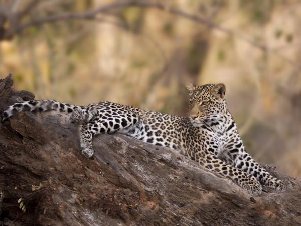 Botswana family vacation, green season safari