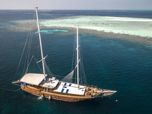 Maldives whale shark conservation snorkeling cruise