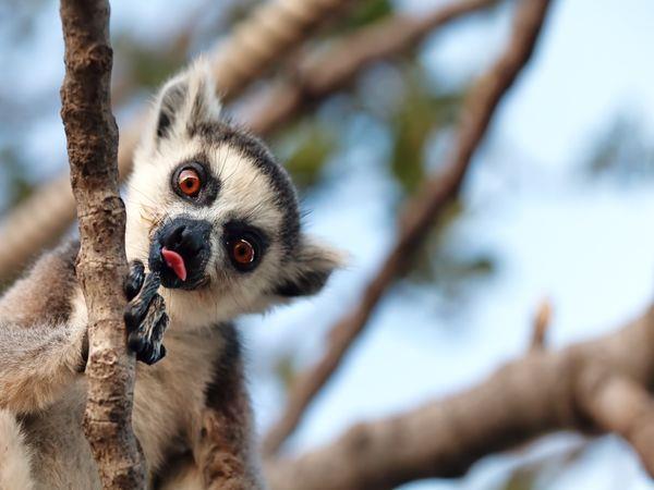 Highlights of Madagascar tour