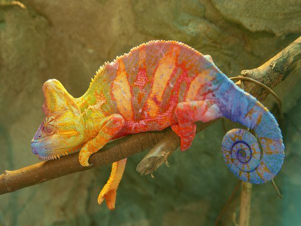 Madagascar luxury vacation, 12 days
