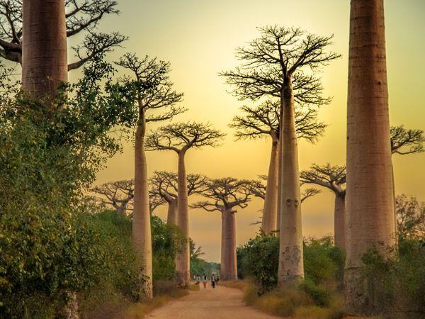Madagascar luxury vacation, 12 days