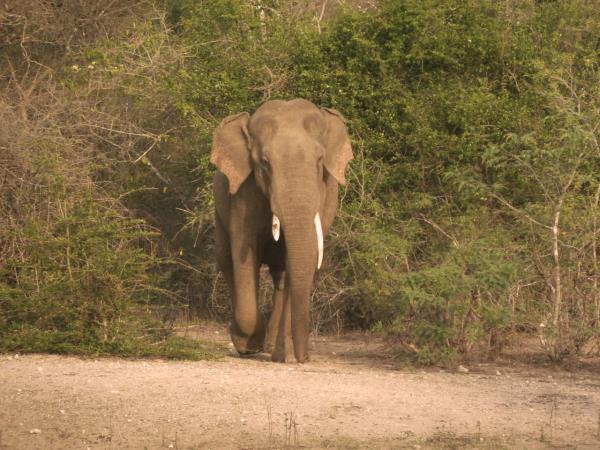 Wheelchair accessible tour in Sri Lanka