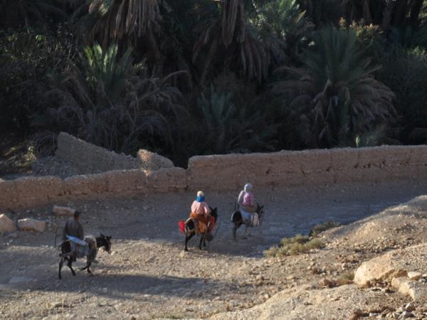 Morocco camel trekking vacation