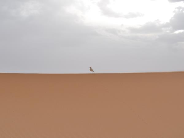 Morocco camel trekking vacation