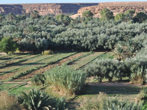 Morocco camel trekking vacation