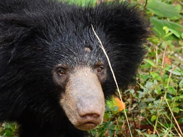 Sri Lanka wildlife watching tour