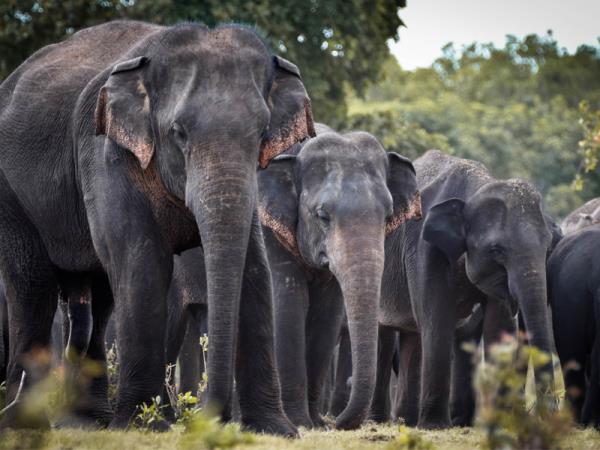 Sri Lanka wildlife watching tour