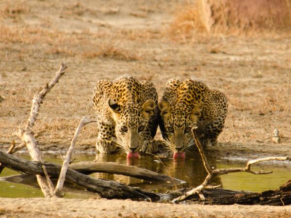Sri Lanka wildlife watching tour