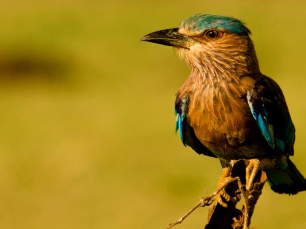 Sri Lanka wildlife watching tour