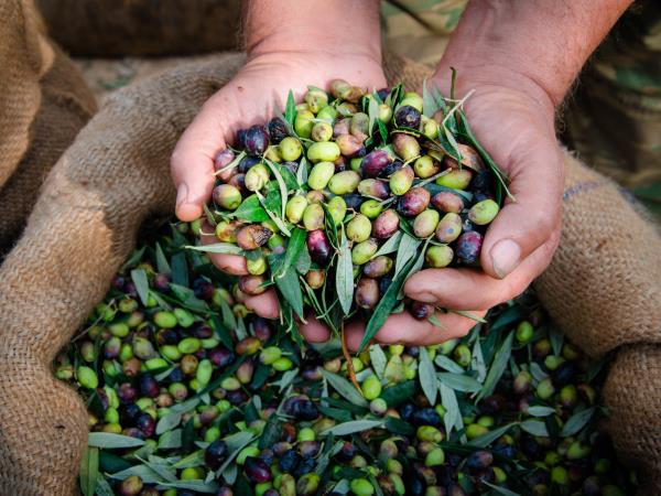 Wine and olive oil tour in Greece