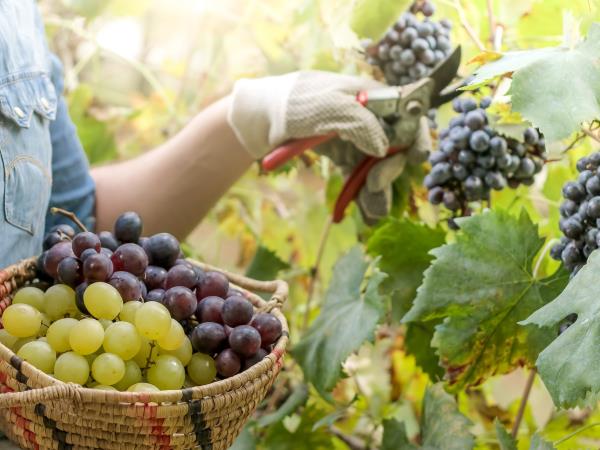 Wine and olive oil tour in Greece
