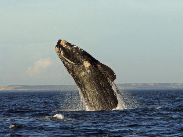 Peninsula Valdes whale watching tour in Argentina