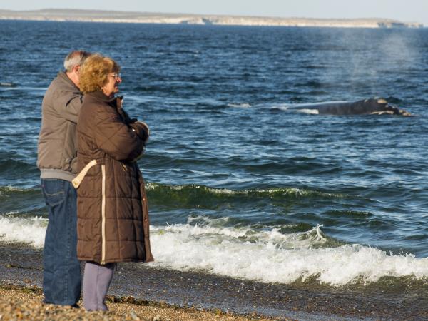 Peninsula Valdes whale watching tour in Argentina