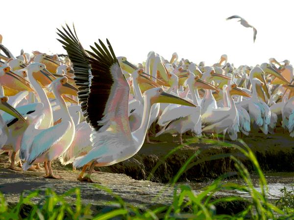 Senegal tour, Senagal uncovered