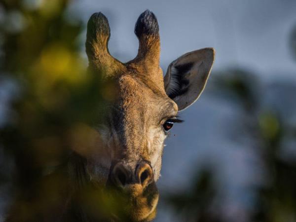 Family conservation project in South Africa