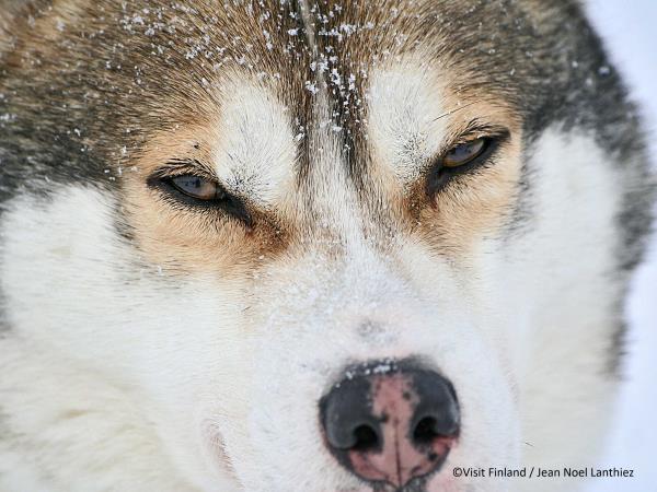 Finland husky safari vacation