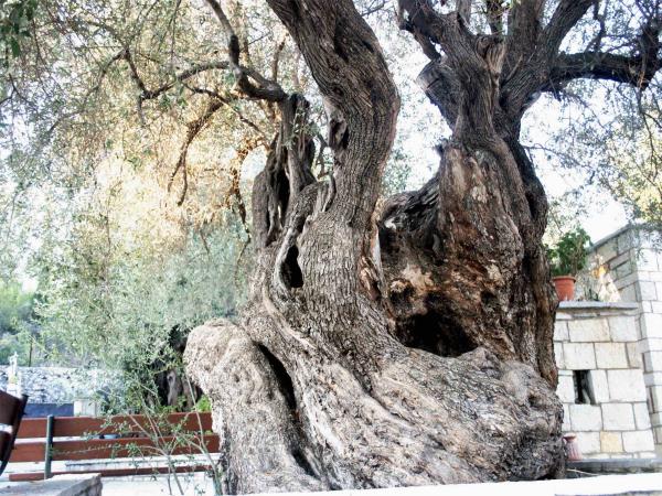 Gastronomy and sailing vacation in Greece