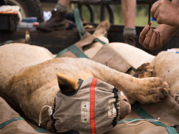 Wildlife conservation safari in South Africa