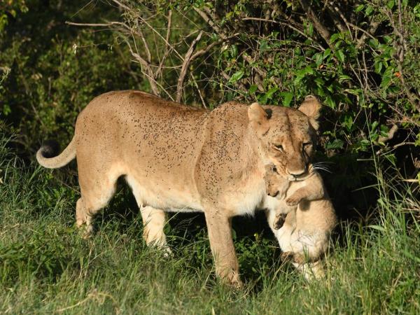 Northern Tanzania fly-in luxury safari