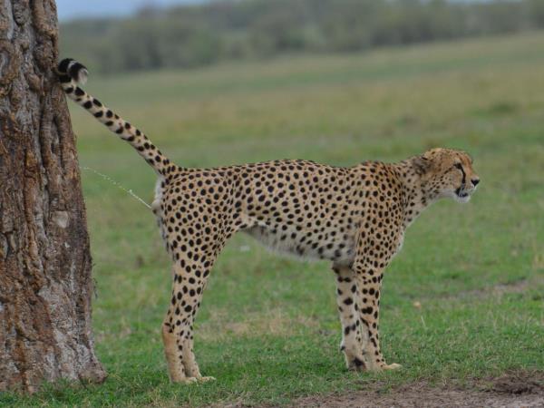 Northern Tanzania fly-in luxury safari