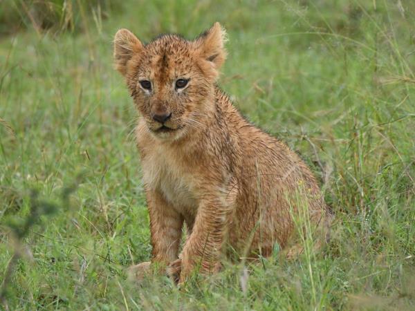 Northern Tanzania fly-in luxury safari