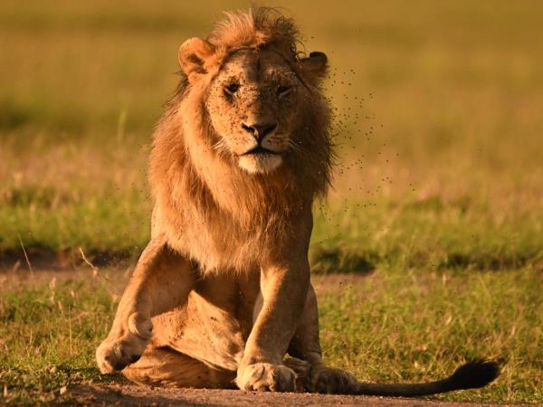 Northern Tanzania fly-in luxury safari