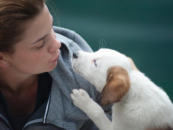 Volunteer with cats and dogs in Barcelona
