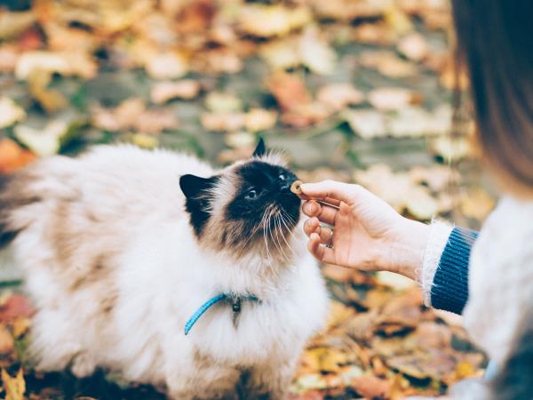 Volunteer with cats and dogs in Barcelona