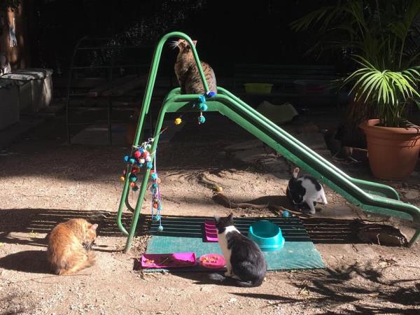 Volunteer with cats and dogs in Barcelona