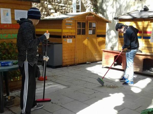 Volunteer with cats and dogs in Barcelona