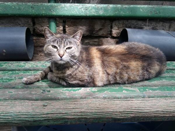 Volunteer with cats and dogs in Barcelona