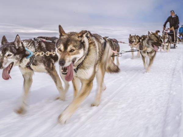 Husky safari in Finland