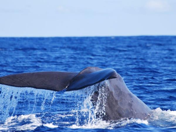 Azores island hopping holiday