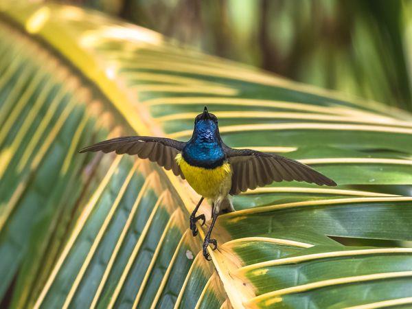 Sao Tome & Principe nature tour