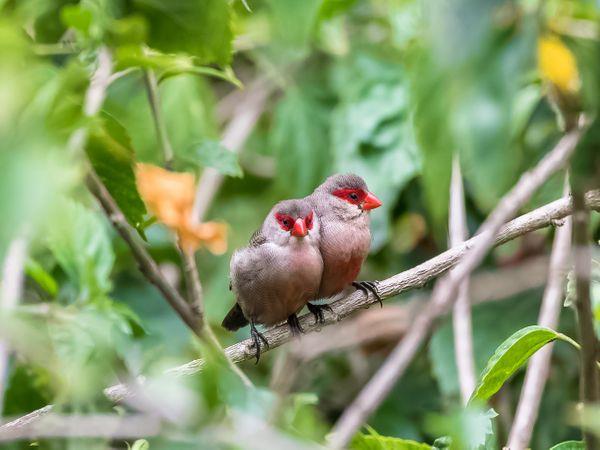 Sao Tome & Principe honeymoon adventure