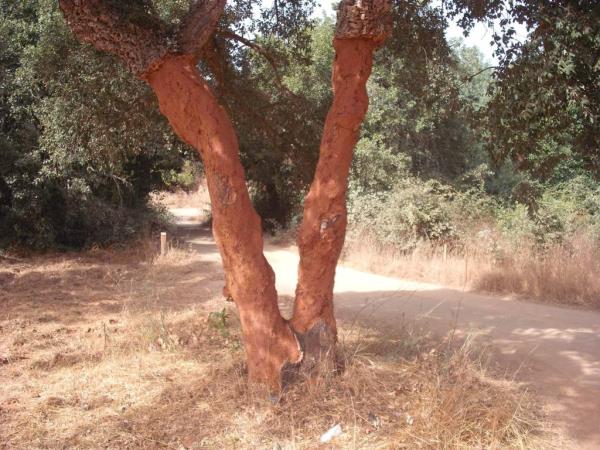 Portugal hiking vacation on the Rota Vicentina Way