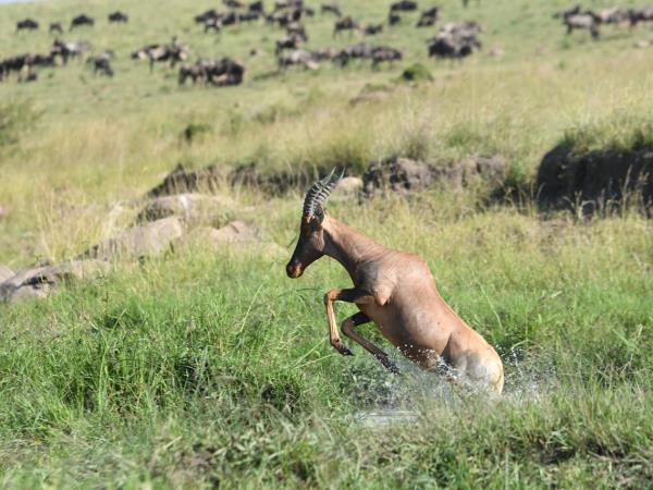 Best of Tanzania tailor made vacation