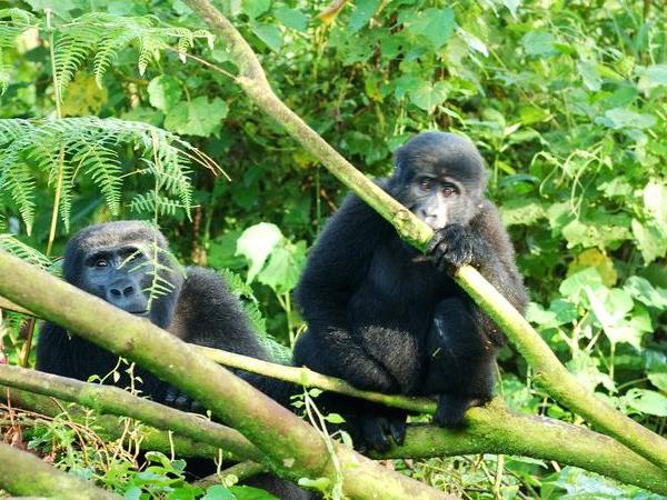 3 Day Gorilla trekking vacation in Rwanda